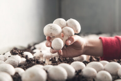 蘑菇生产